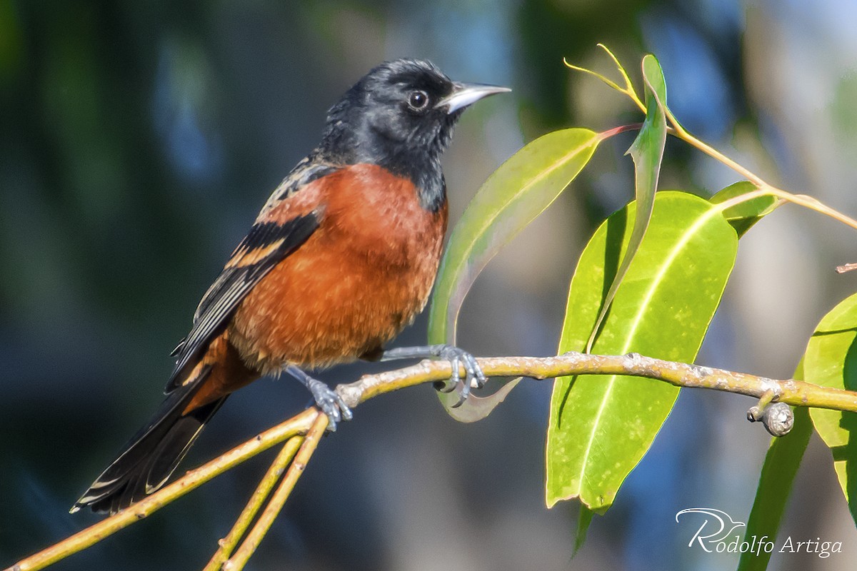 Orchard Oriole - ML43140711