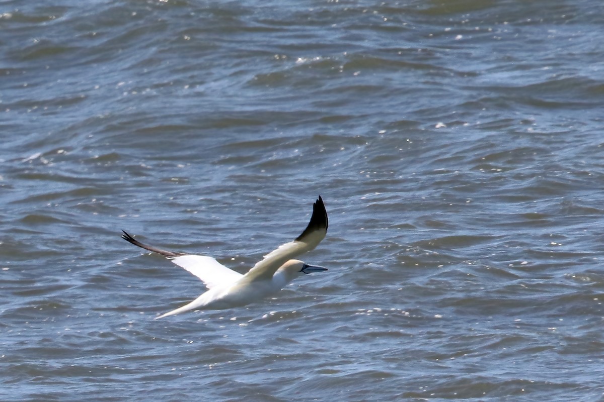 Northern Gannet - ML431408861