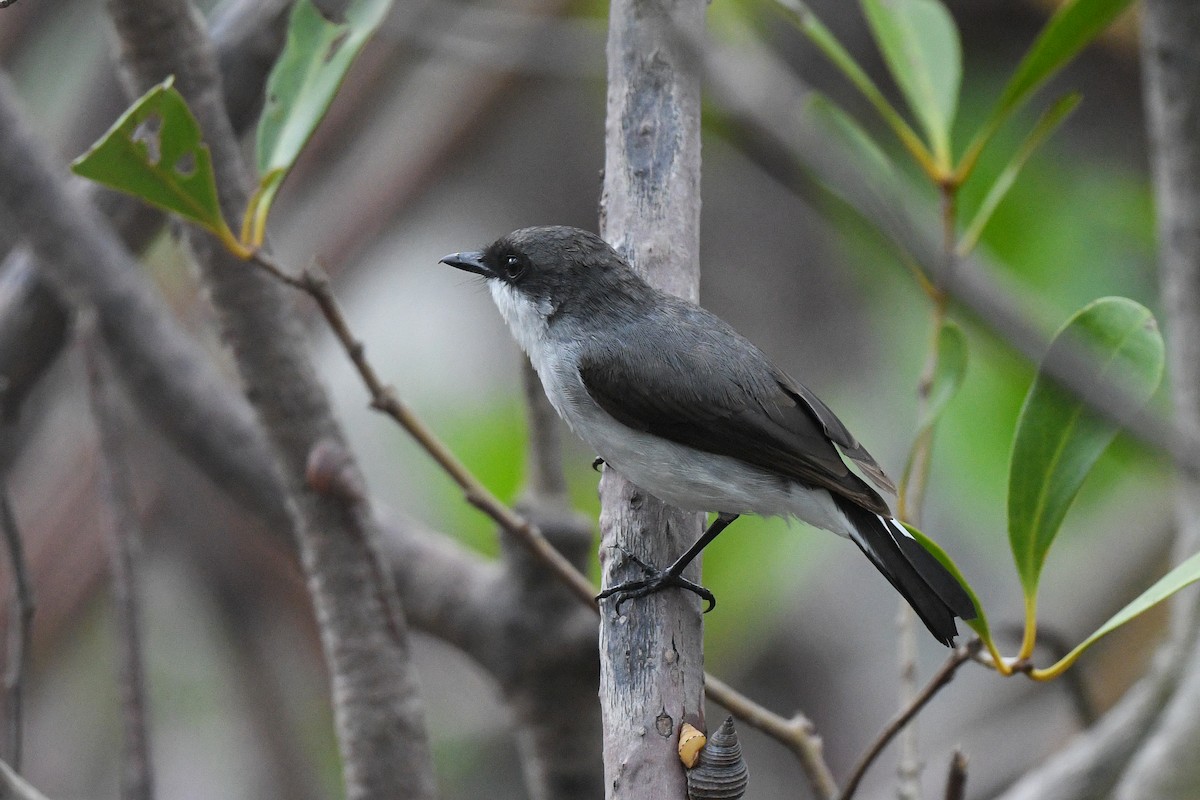 Mangrove Robin - ML431408911