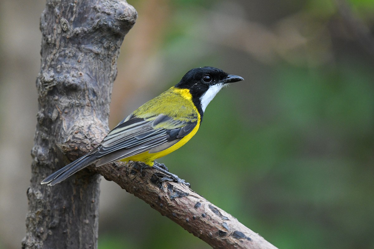Black-tailed Whistler - Harn Sheng Khor