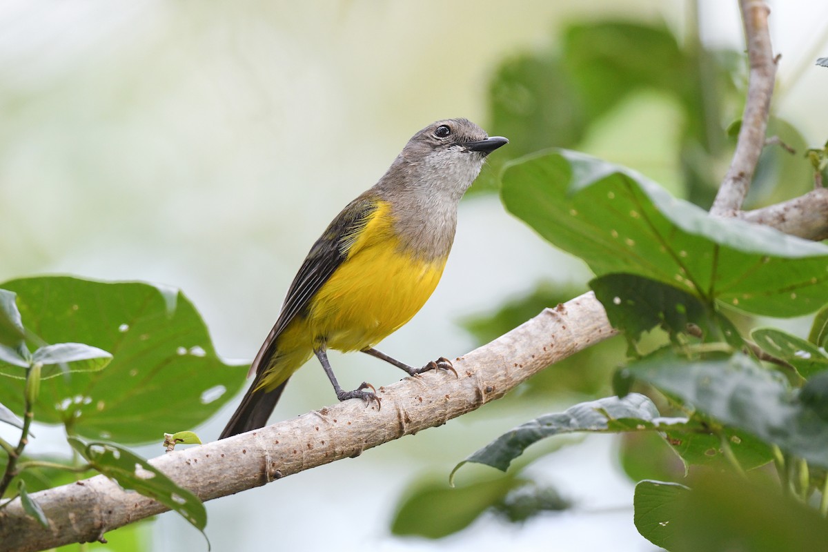 Black-tailed Whistler - ML431408931