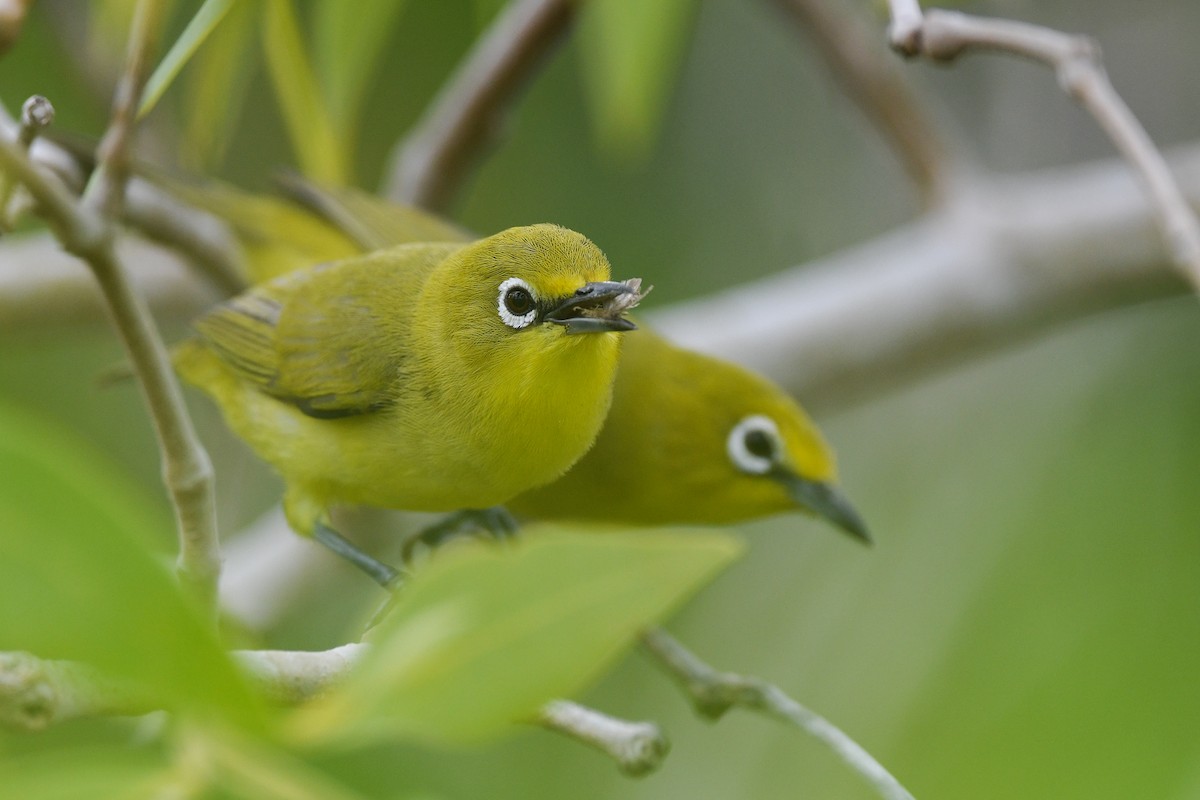 Mangrovebrillenvogel - ML431408981