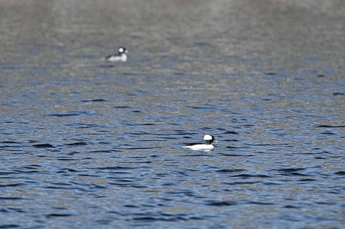 Porrón Albeola - ML431410681