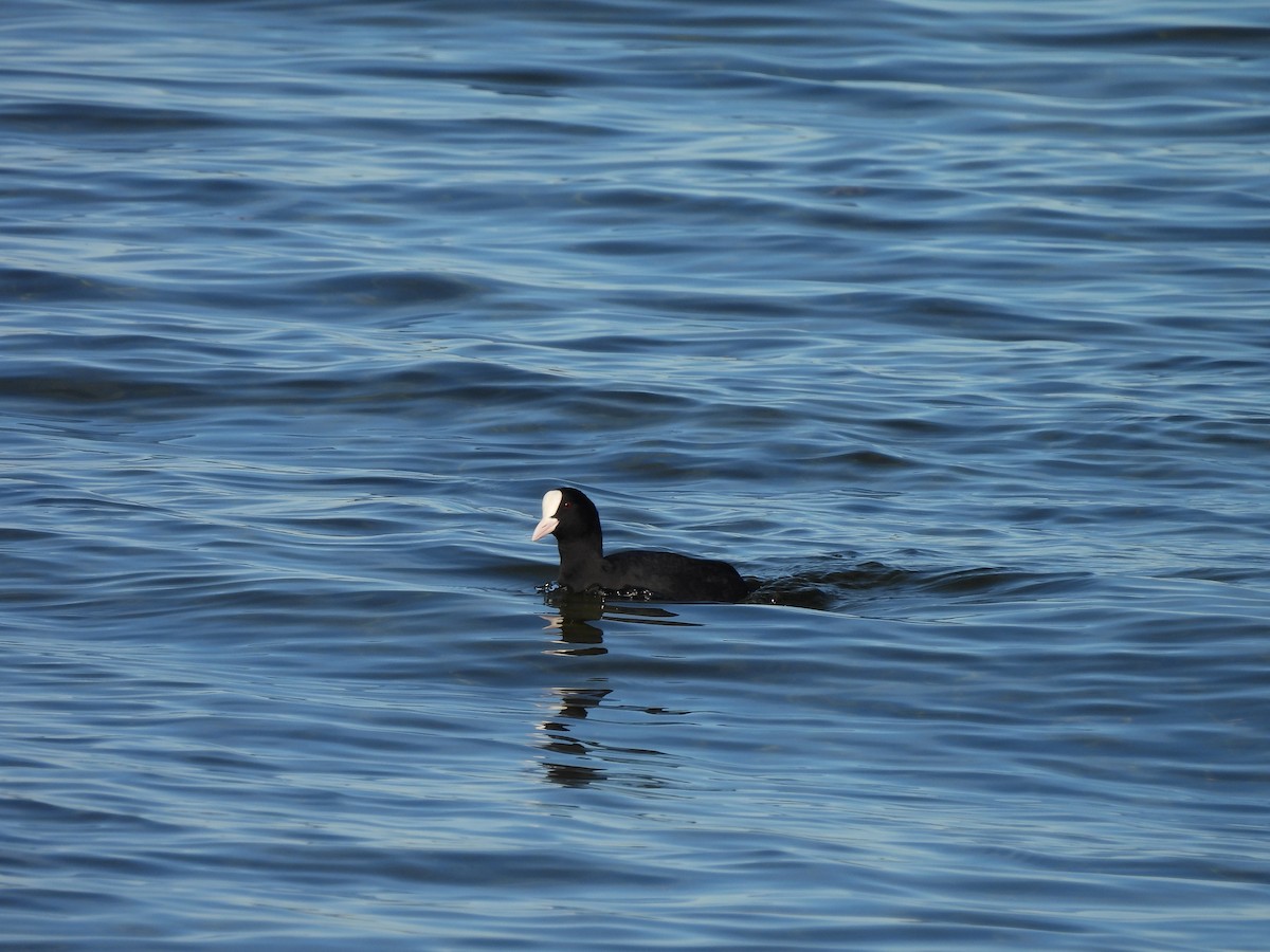 Eurasian Coot - ML431410791