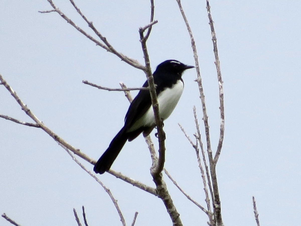 Willie-wagtail - ML431410881