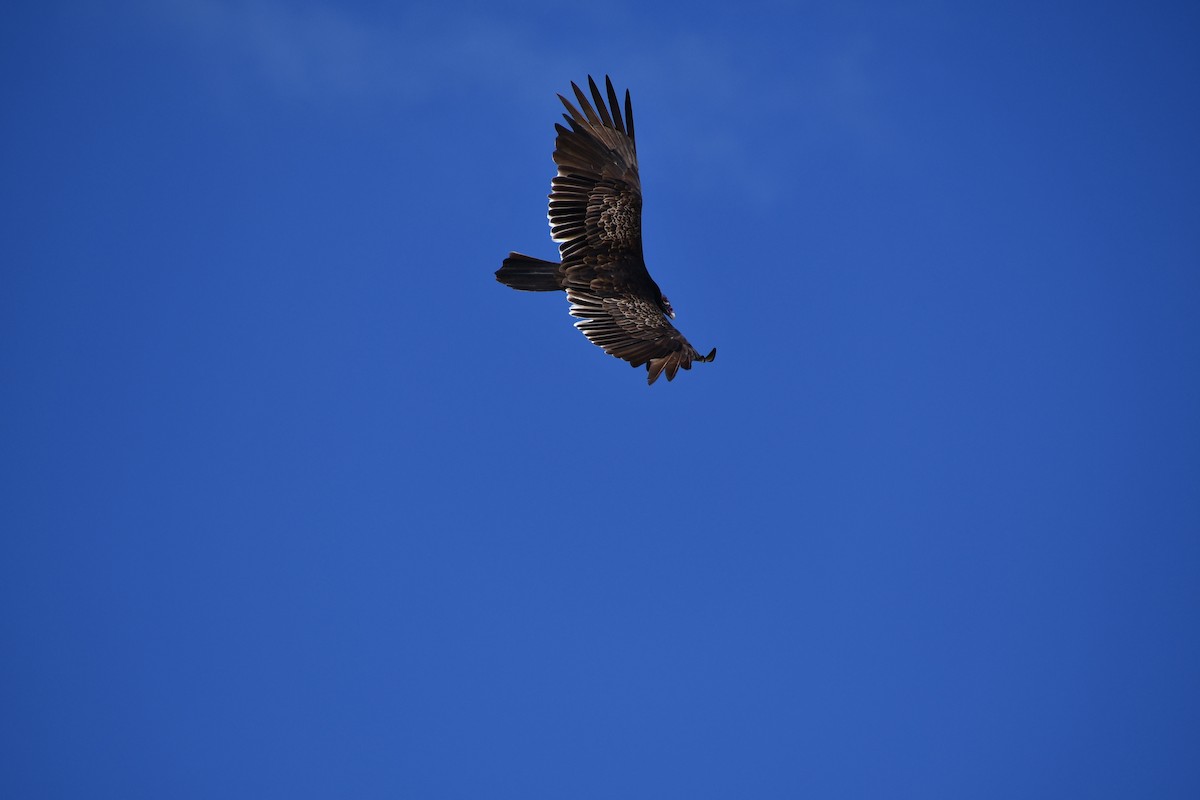 Turkey Vulture - yuval haramati