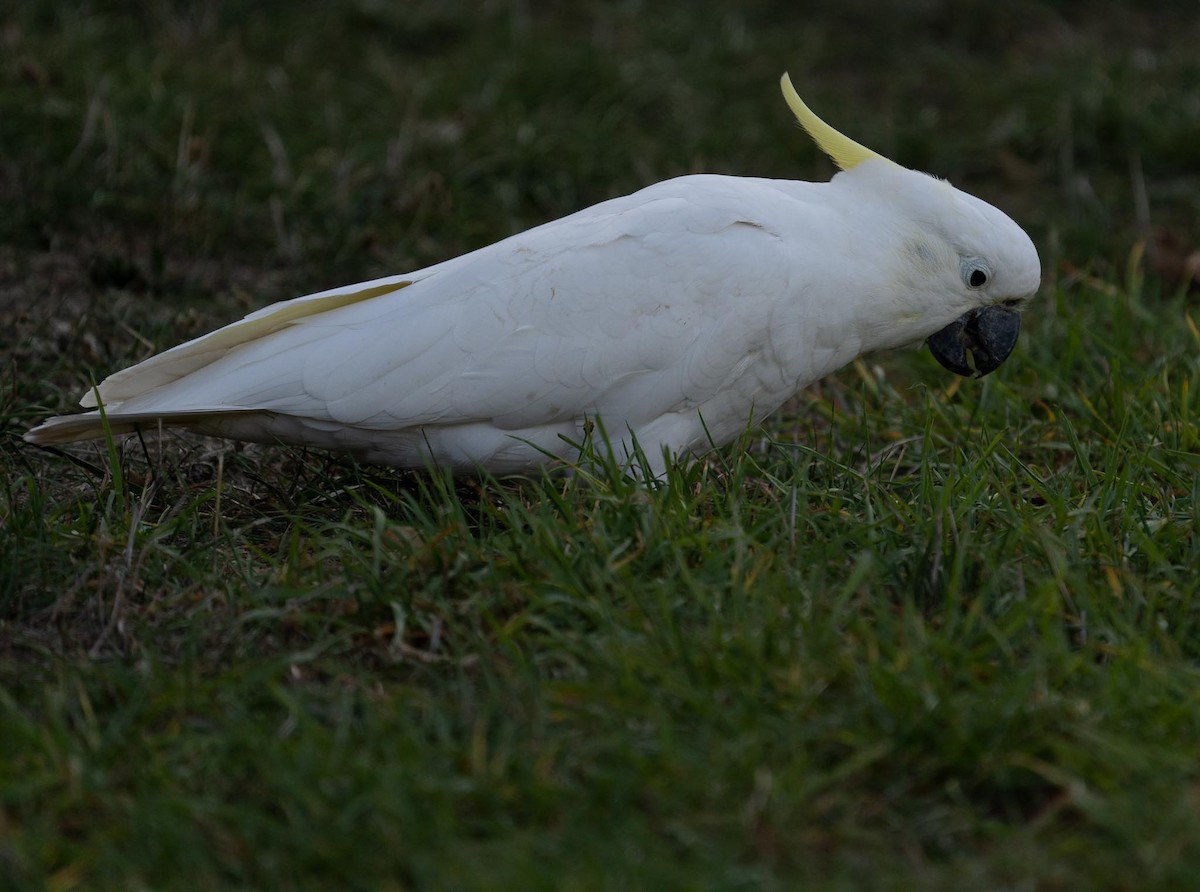 Sulphur-crested Cockatoo - ML431411211