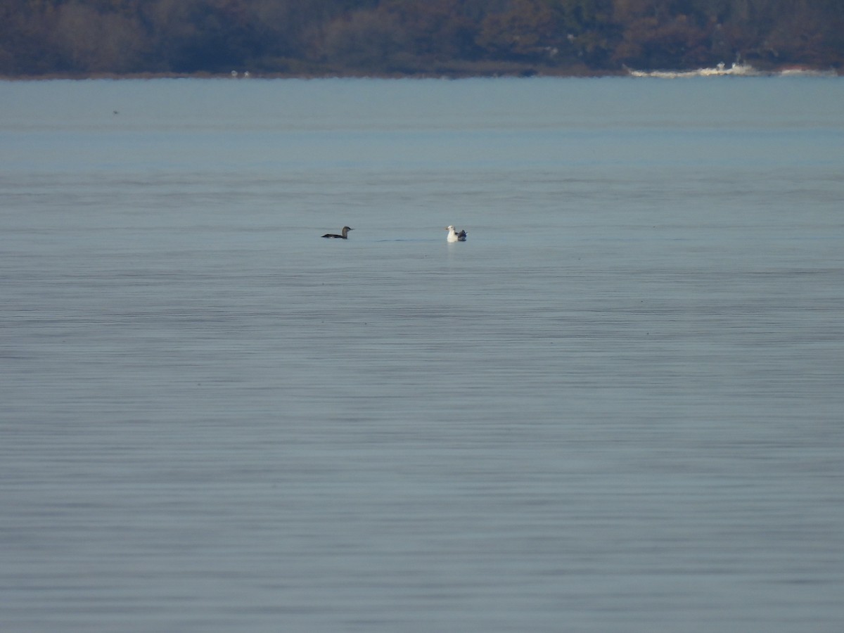 Red-throated Loon - ML431411561