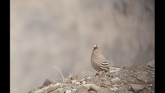 Sand Partridge - ML431413431