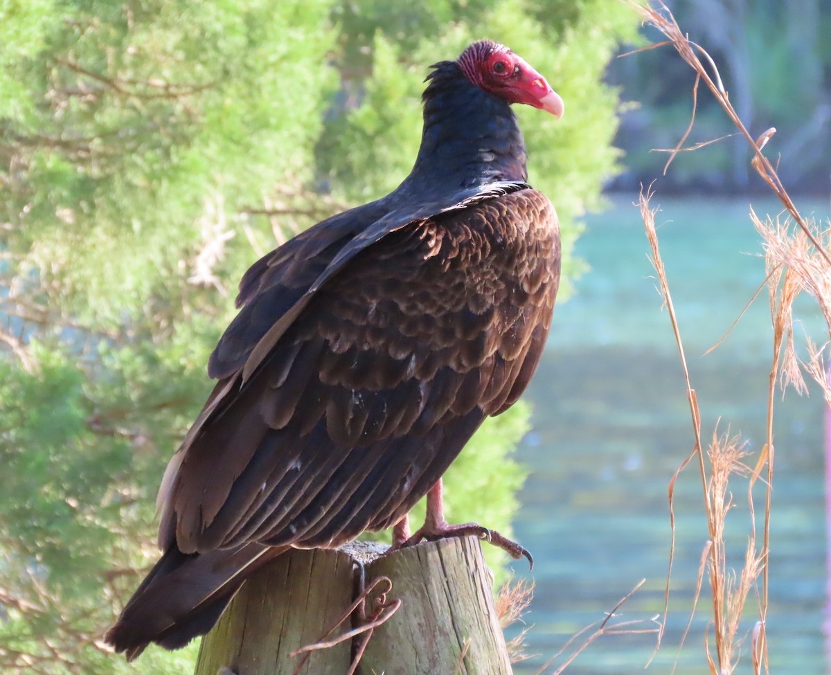 Turkey Vulture - ML431415061