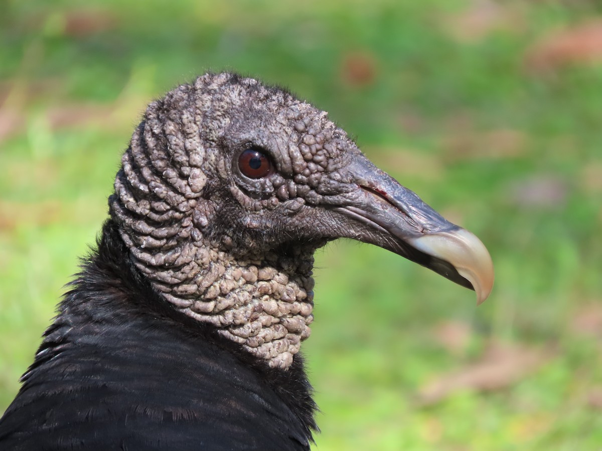 Black Vulture - ML431415111