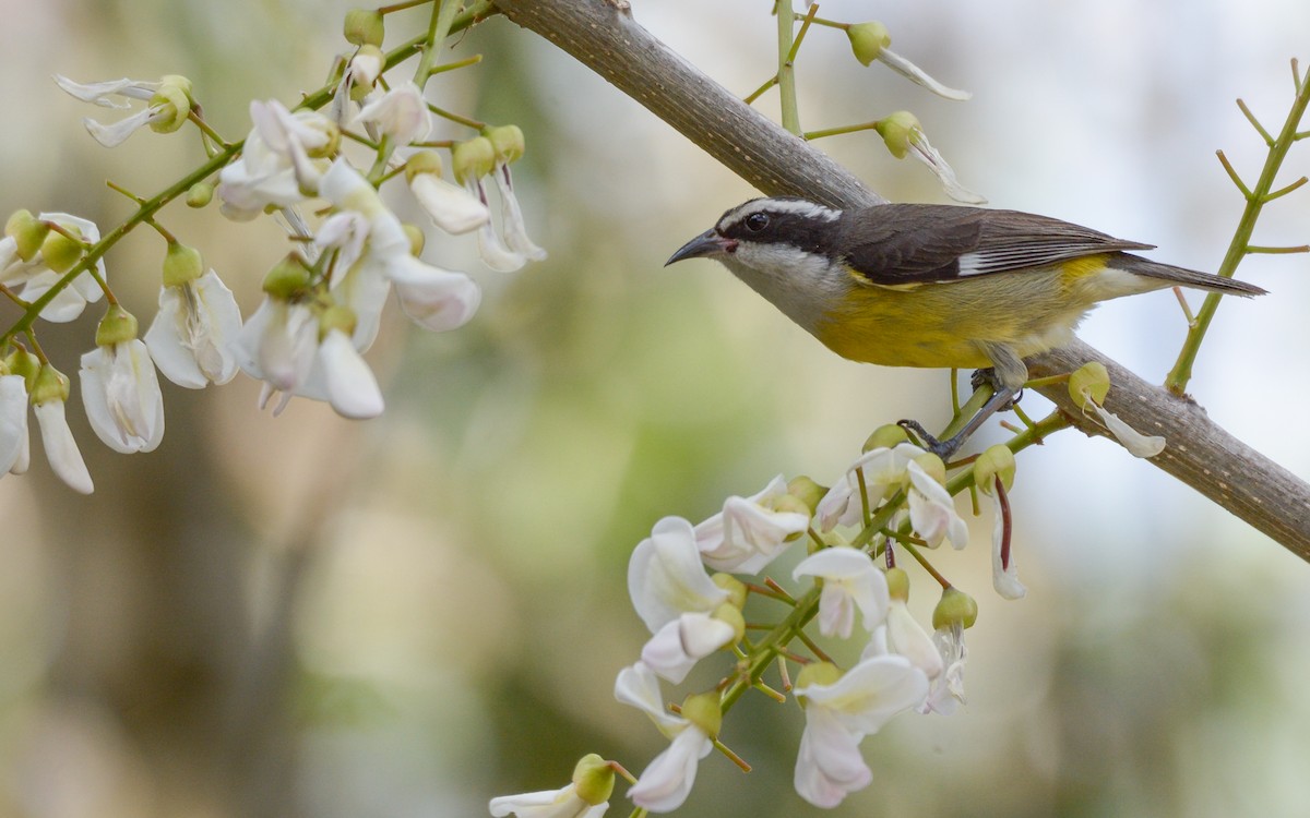 Bananaquit (Cozumel I.) - ML431418301