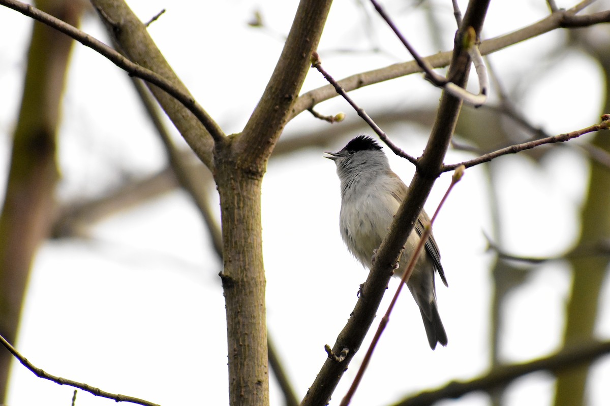 Eurasian Blackcap - ML431418851