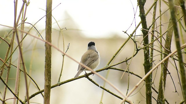Eurasian Blackcap - ML431419791