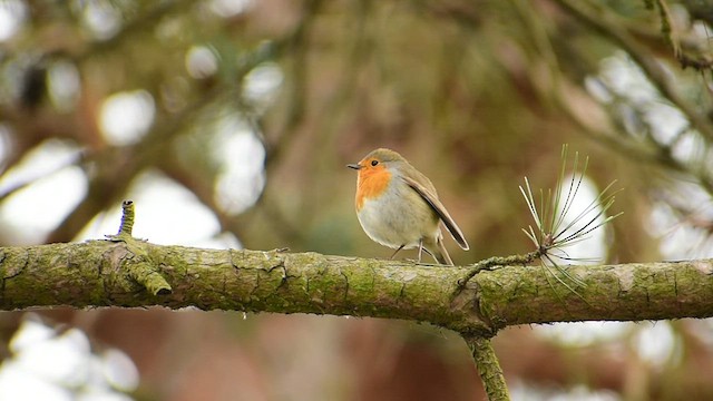 European Robin - ML431419871