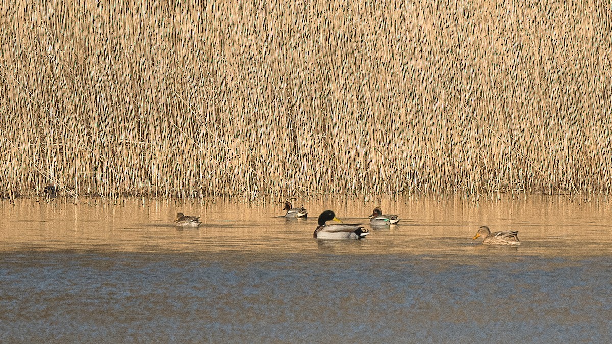 Green-winged Teal - ML431420331