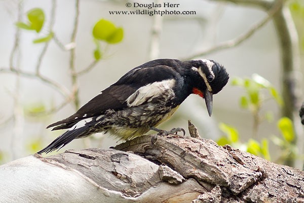 Williamson's Sapsucker - ML43142141