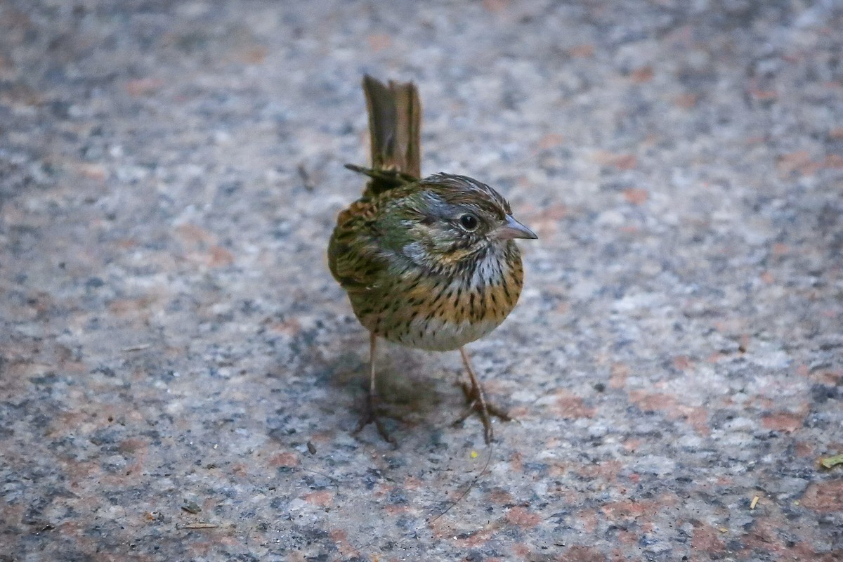 Lincoln's Sparrow - ML431421551