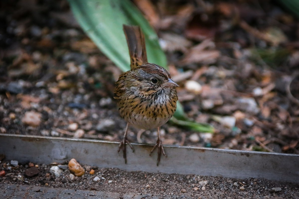 Lincoln's Sparrow - ML431421561