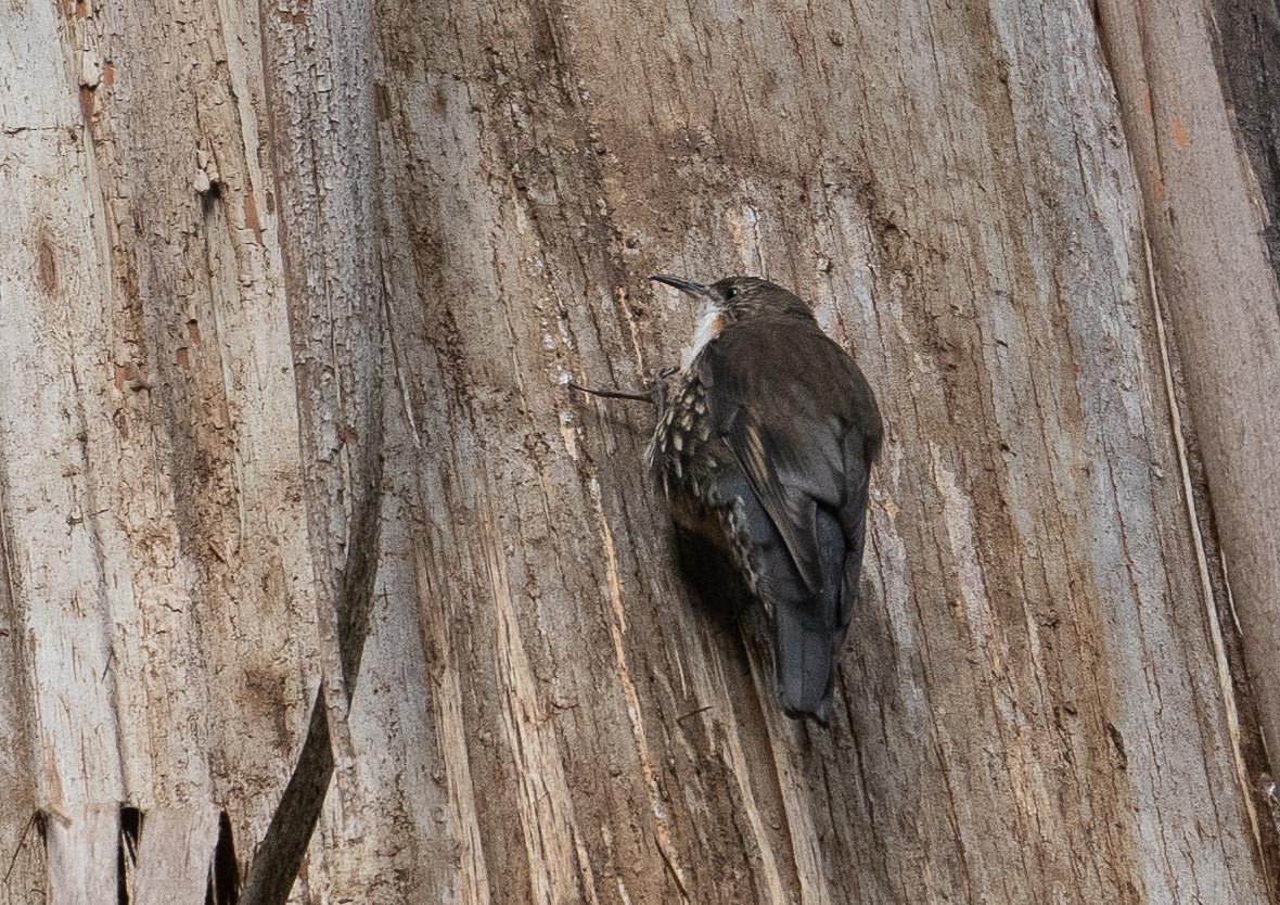 White-throated Treecreeper - ML431422871