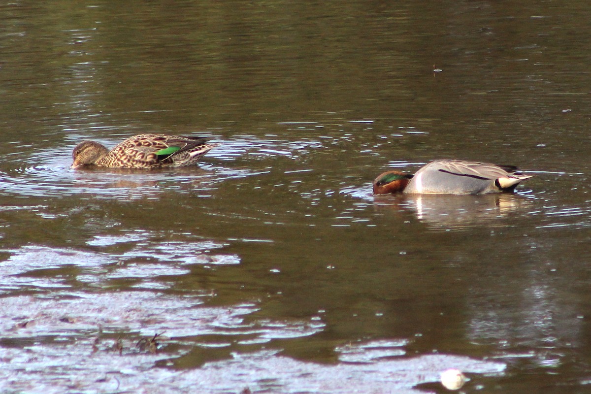 Green-winged Teal - ML431425031