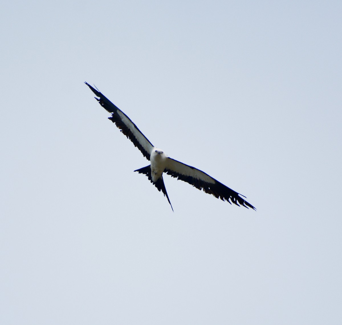 Swallow-tailed Kite - ML431425251