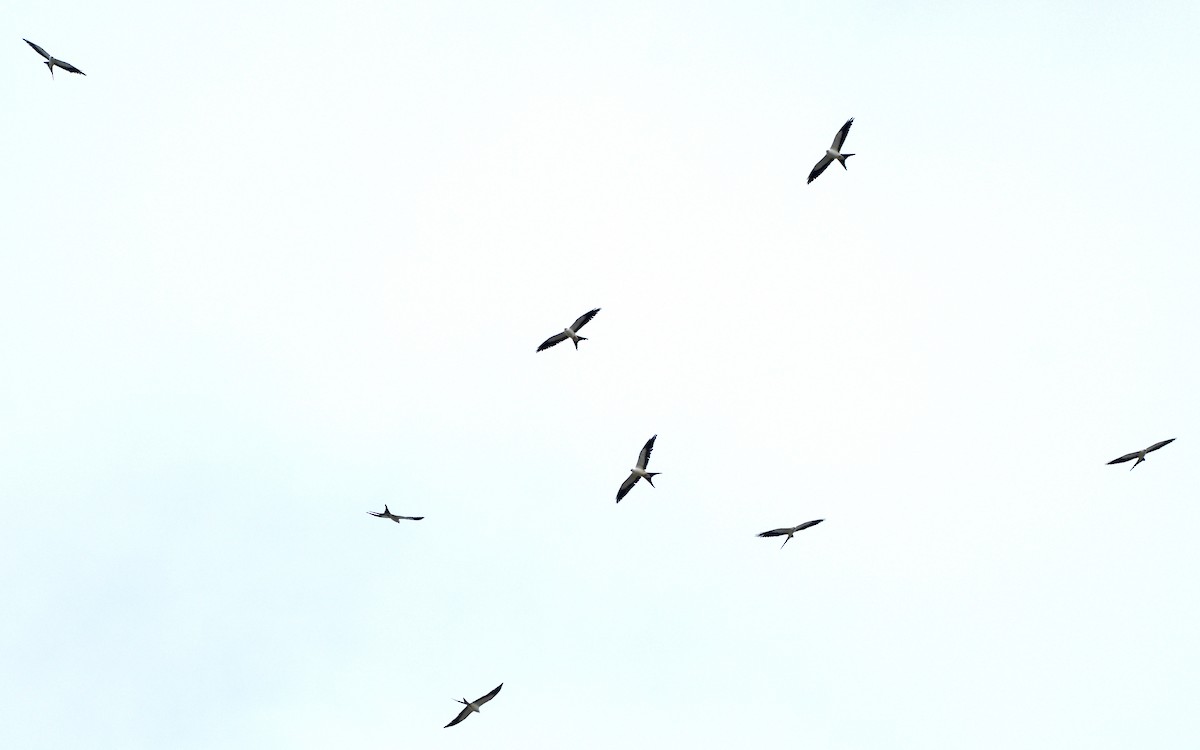 Swallow-tailed Kite - ML431425271