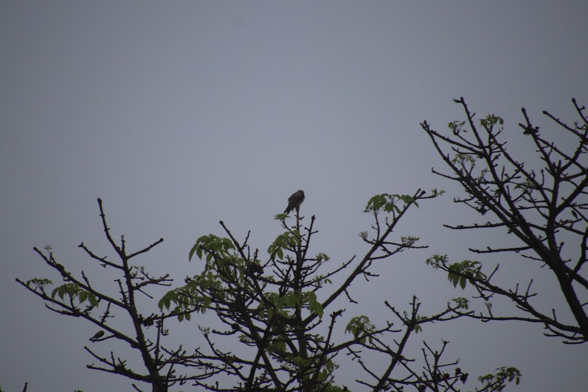 Águila Pescadora - ML431425811