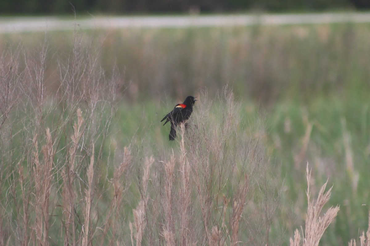 Red-winged Blackbird - ML431425891