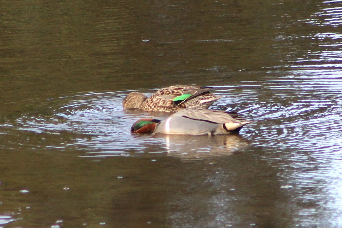 Green-winged Teal - Audrey Gordon