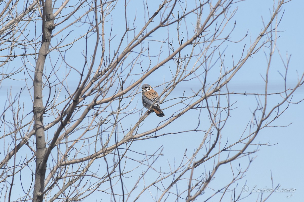 American Kestrel - ML431426931