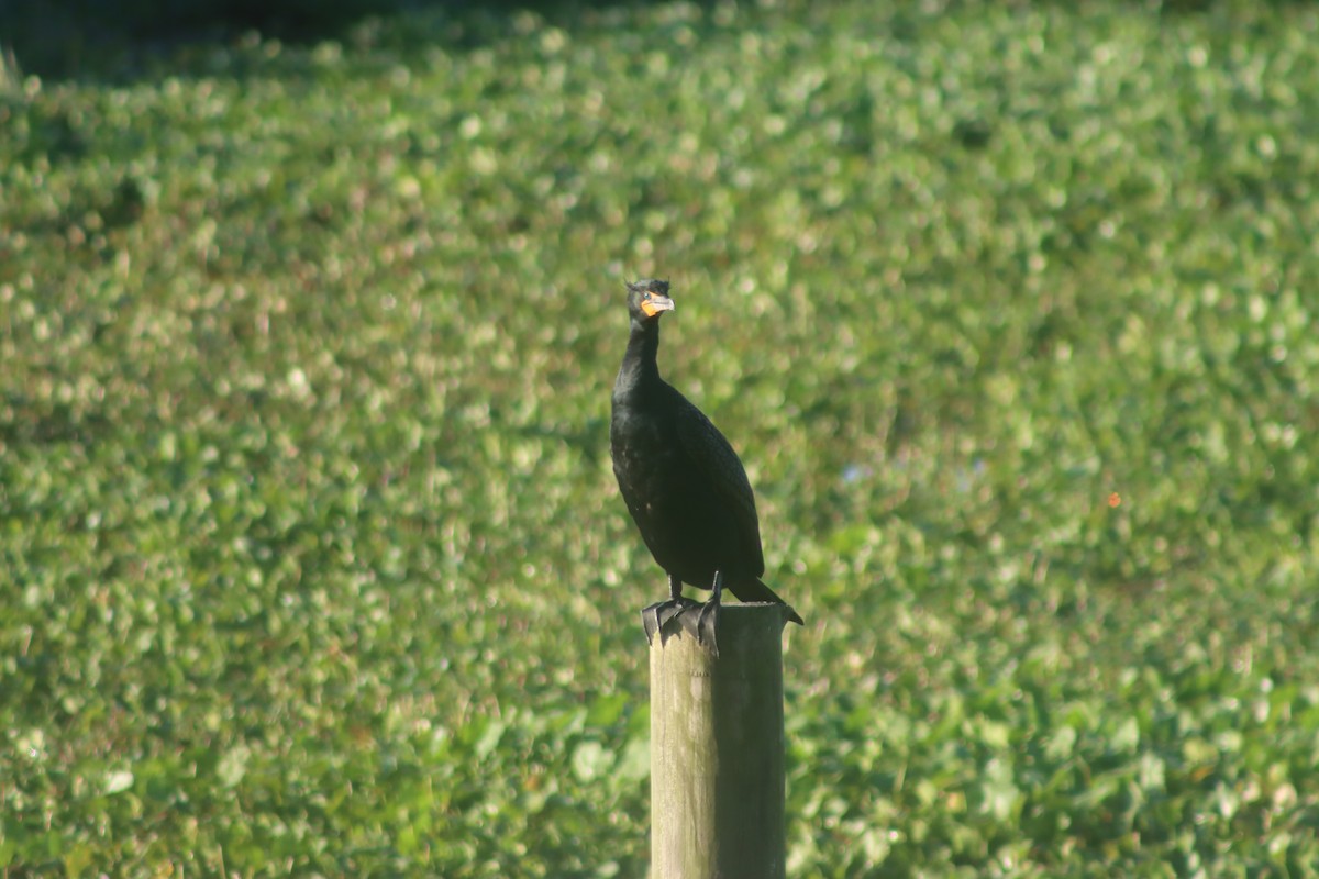 Double-crested Cormorant - ML431426991