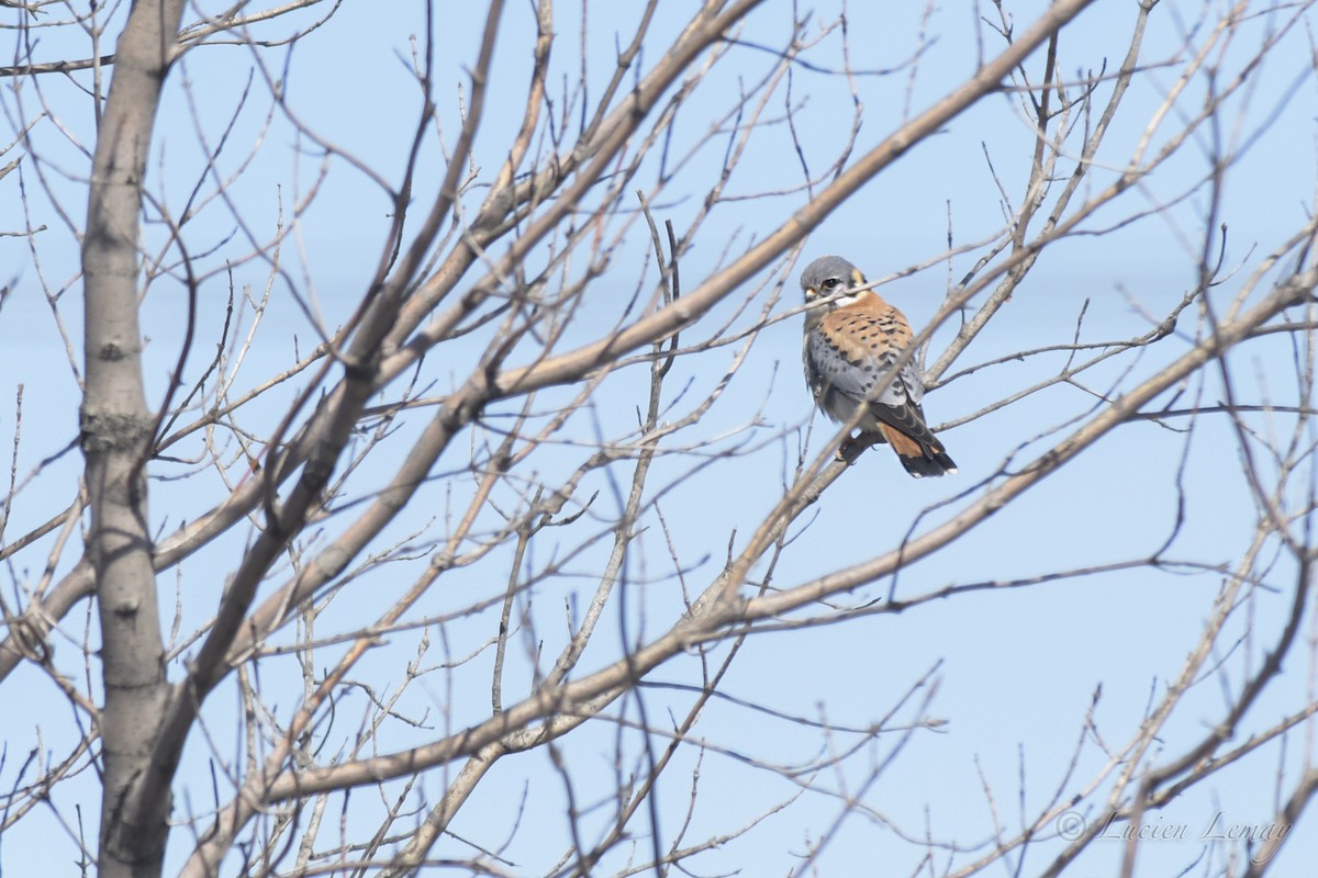 American Kestrel - ML431427001