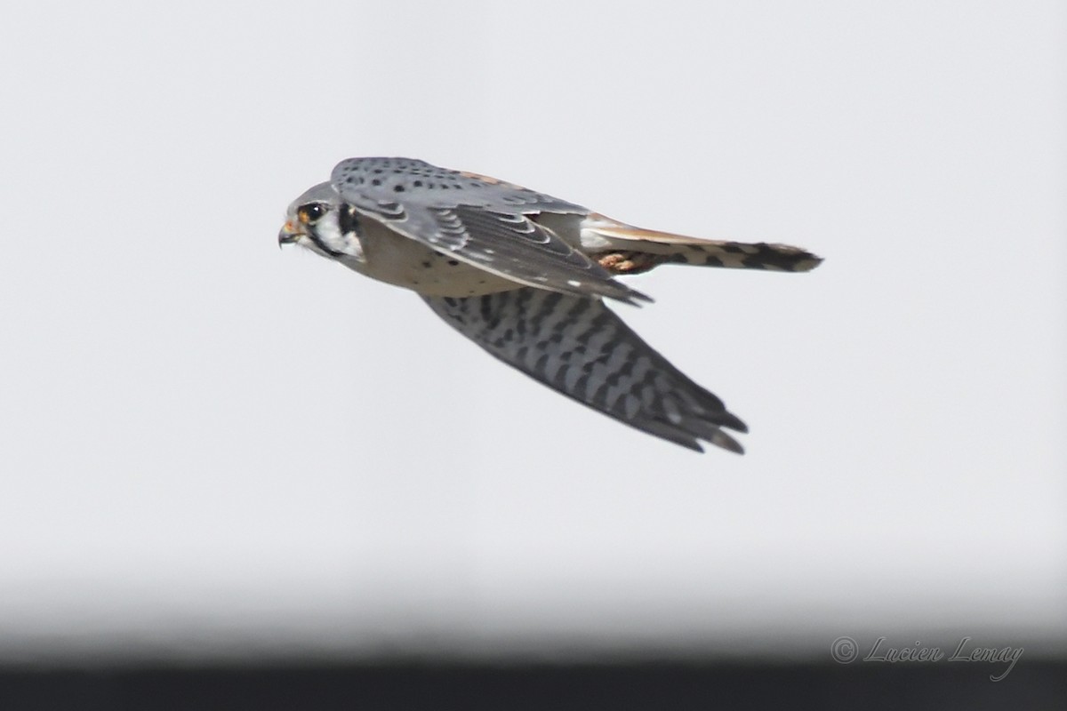 American Kestrel - ML431427111