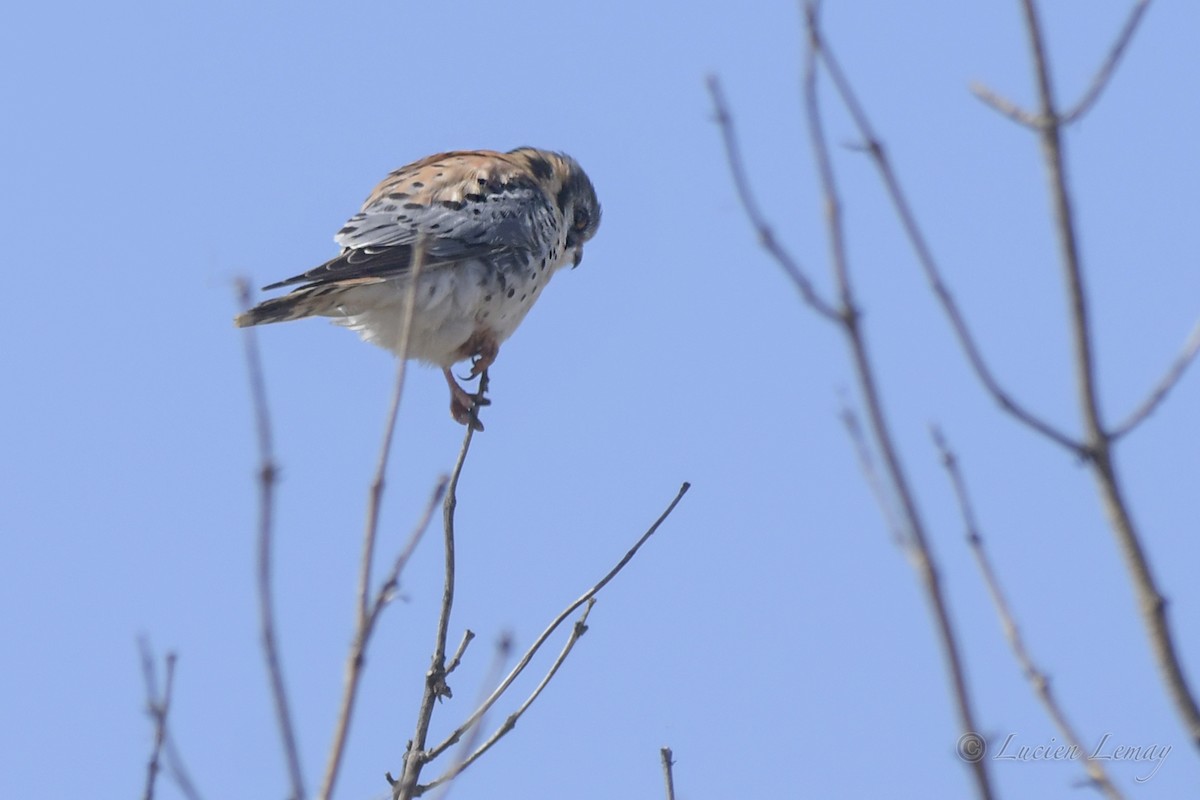 American Kestrel - ML431427151