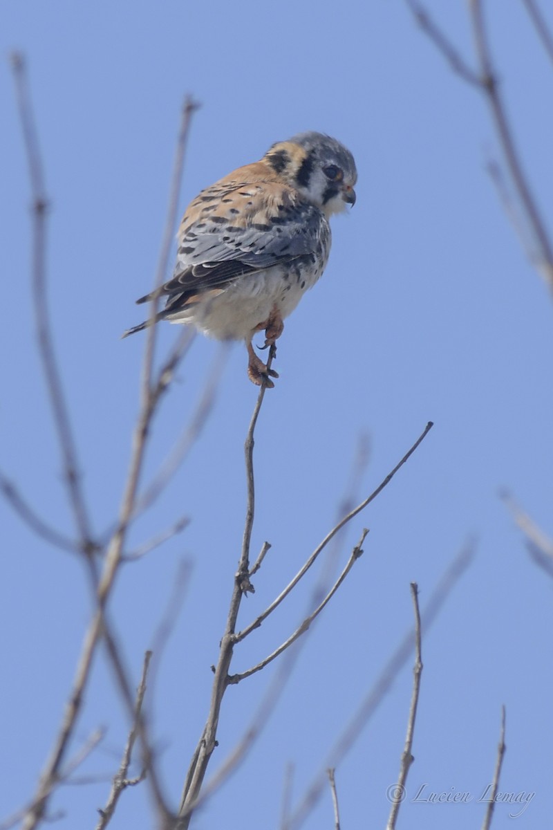 American Kestrel - ML431427221