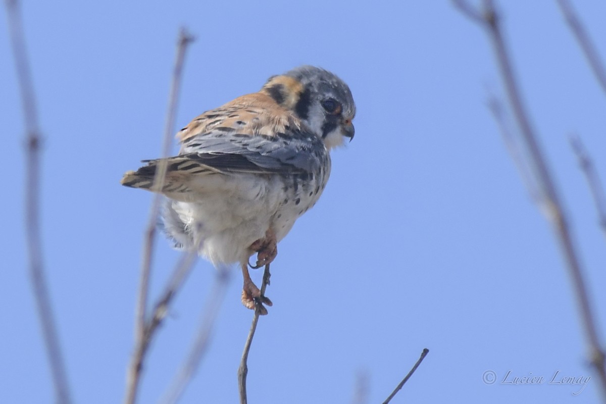 American Kestrel - ML431427331