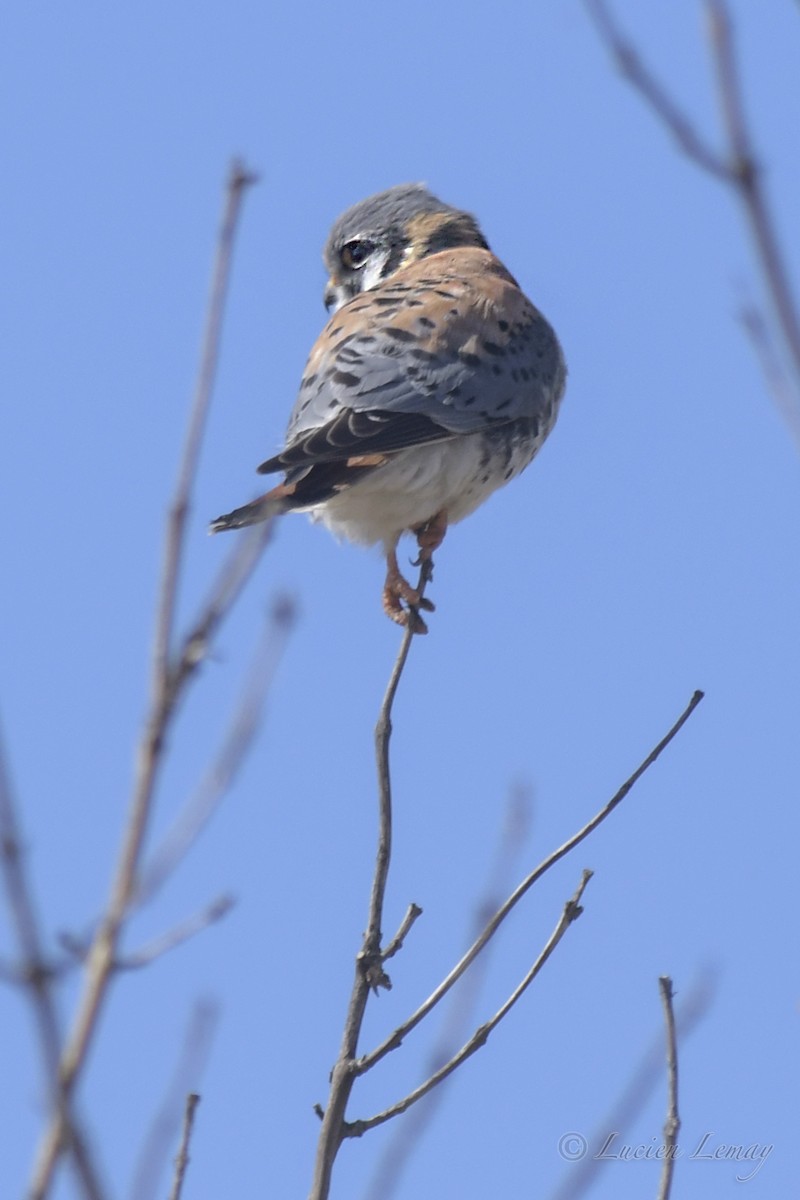 American Kestrel - ML431427381