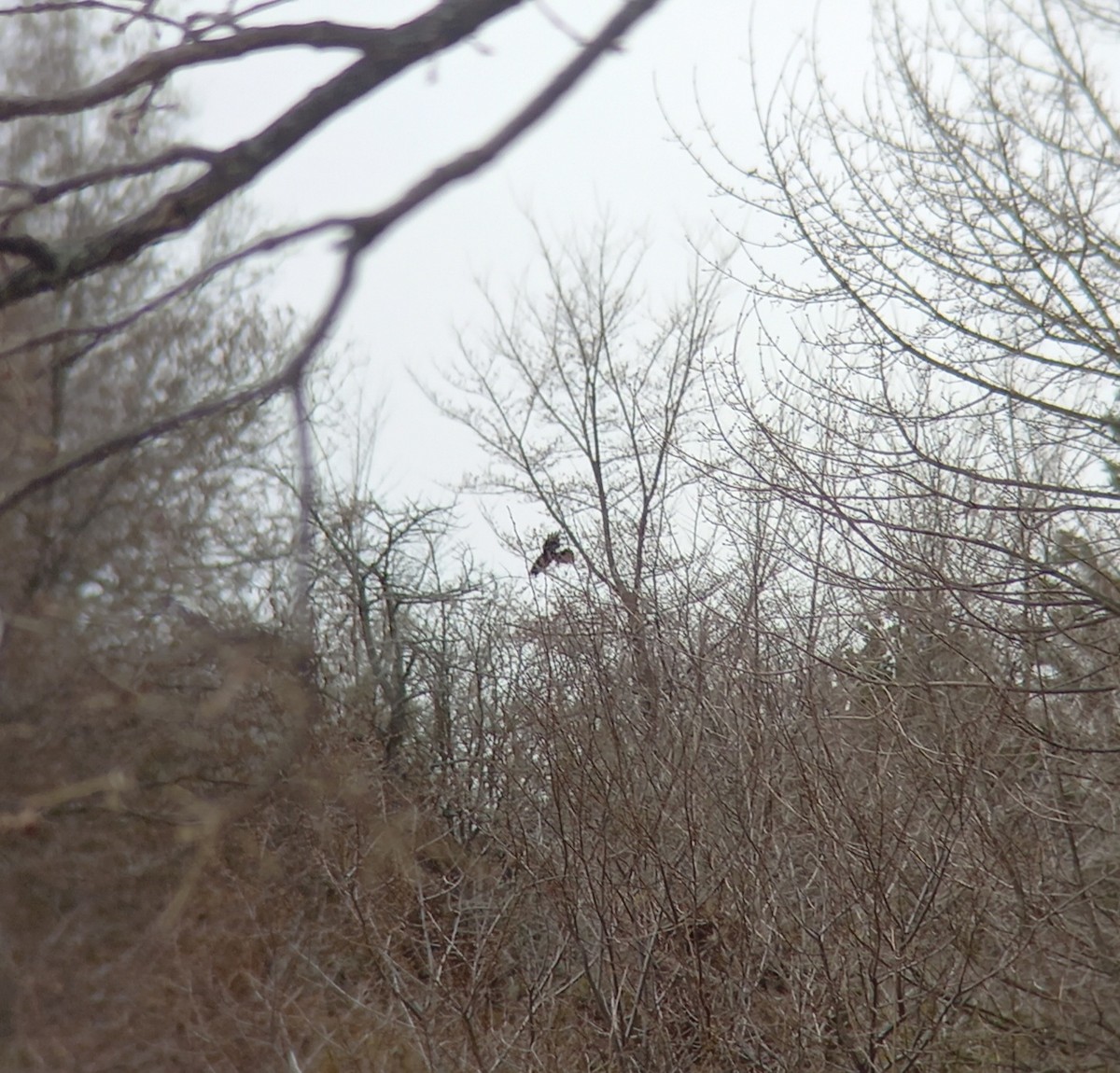 Common Raven - Vivien Ordanoska