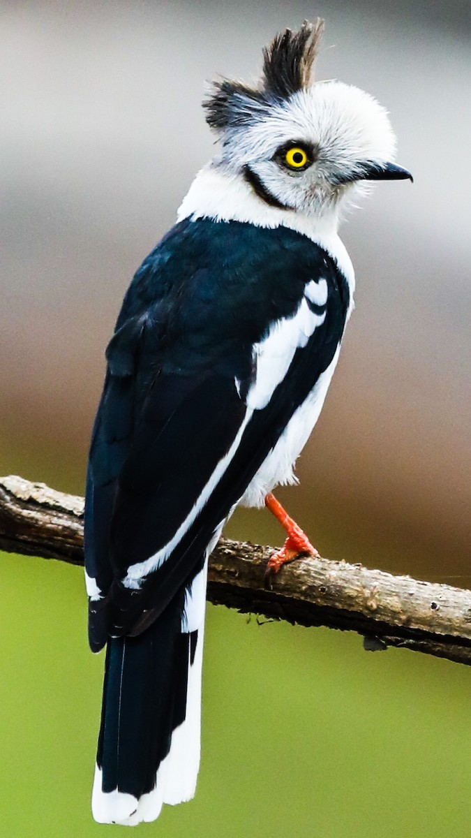 Gray-crested Helmetshrike - ML431427591