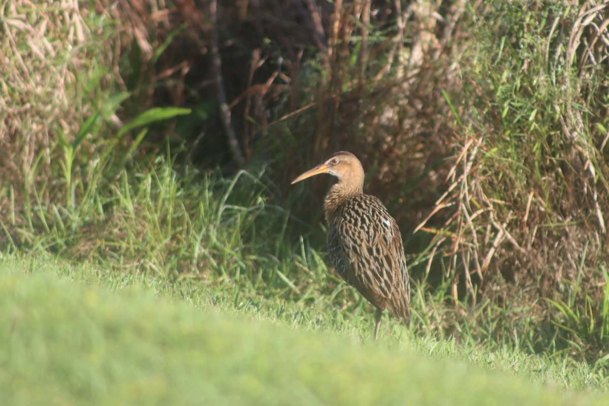 King Rail - ML431427621