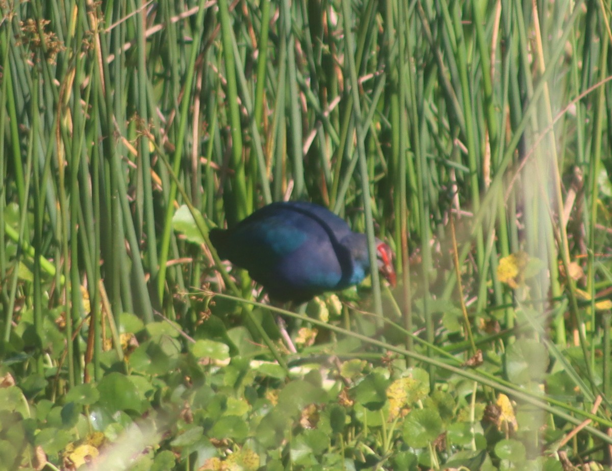 Gray-headed Swamphen - ML431427791