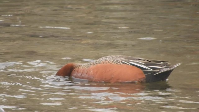 Cinnamon Teal - ML431428671