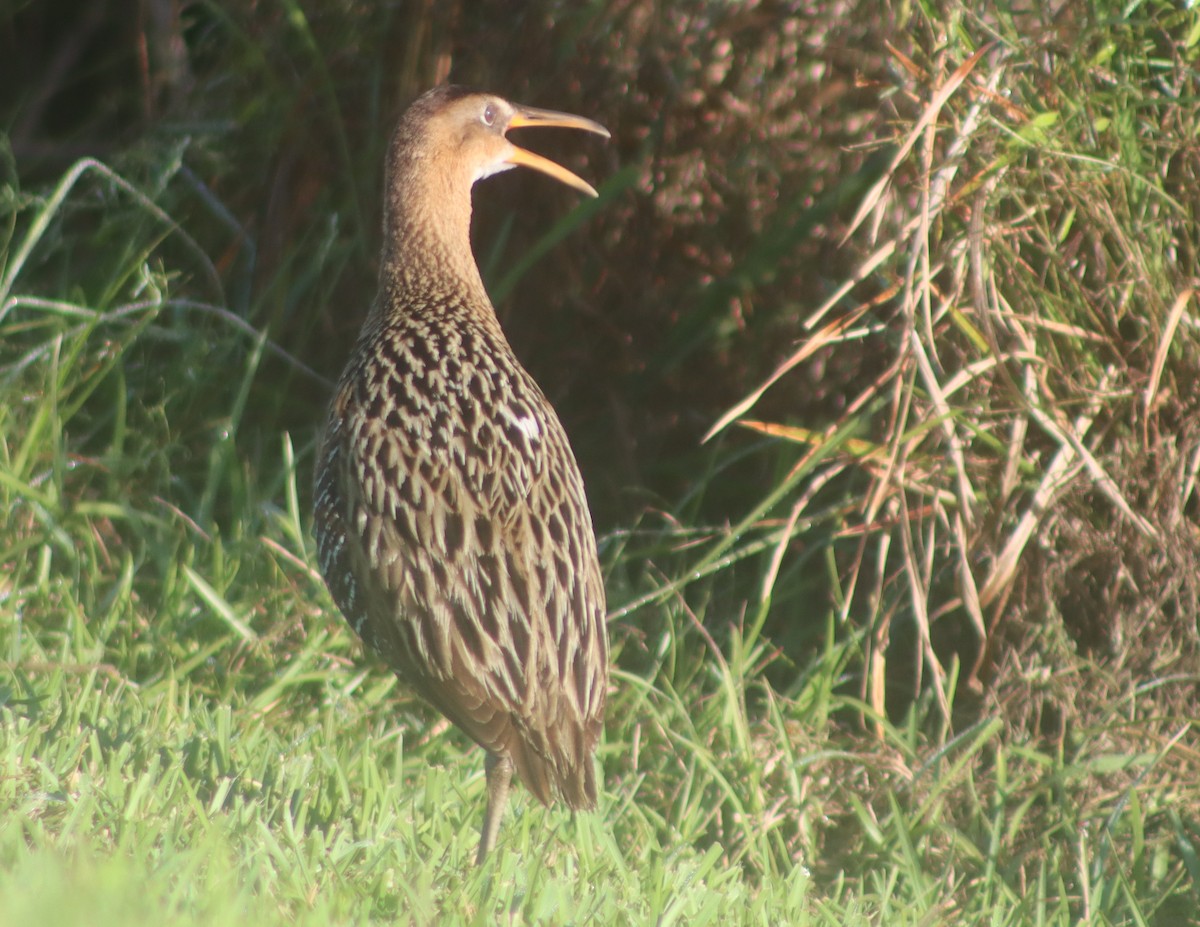 King Rail - ML431428881