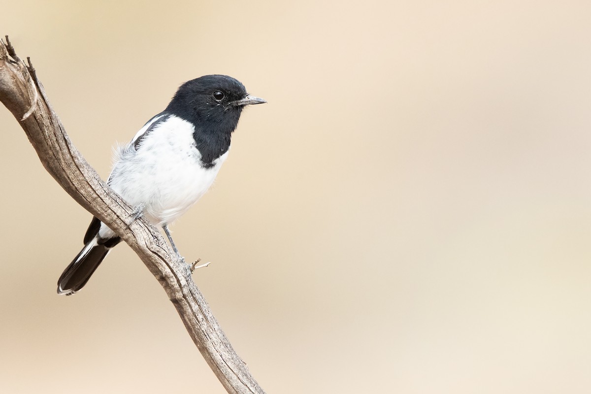 Hooded Robin - ML431429321