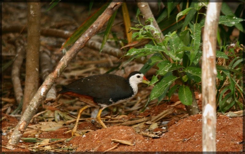 White-breasted Waterhen - ML431429761