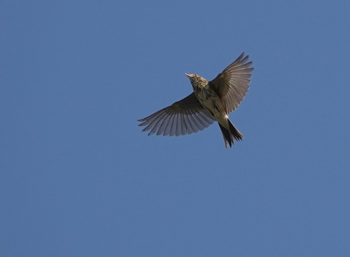 Tree Pipit - silverwing 123
