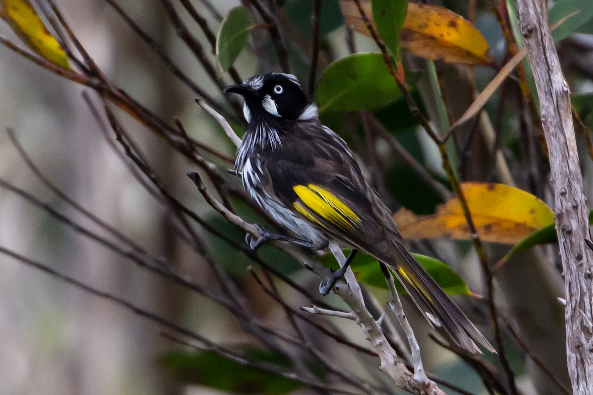 New Holland Honeyeater - ML431433231