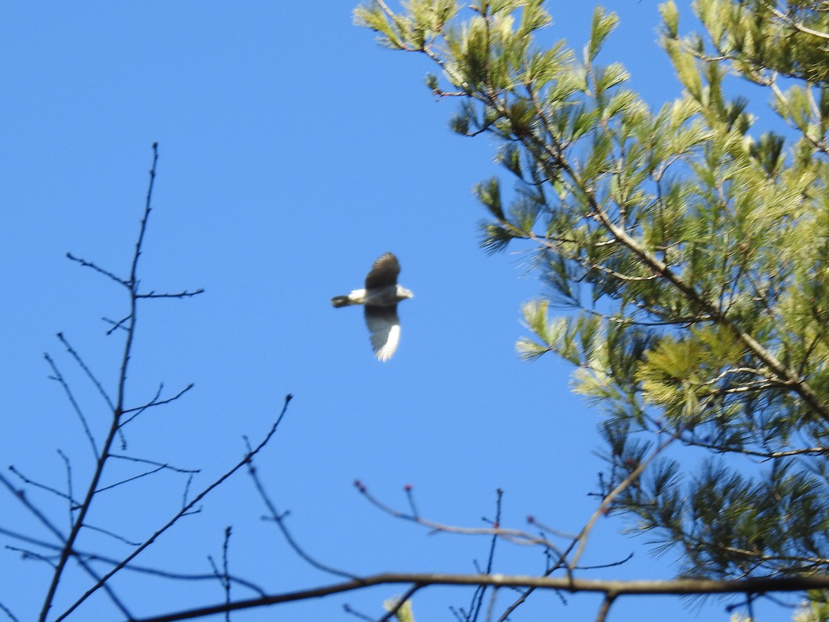 American Goshawk - Glenn Hodgkins