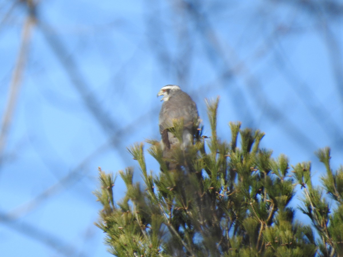 American Goshawk - Glenn Hodgkins